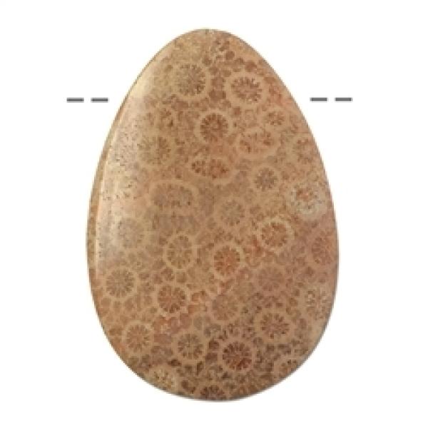 Cabochon Tropfen versteinerte Koralle – Regeneration & Gemeinschaft